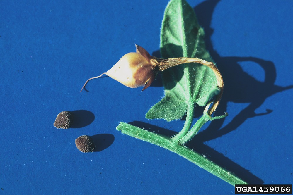 پیچک صحرایی - معرفی گیاهان پوششی